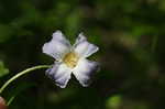 Swamp leather flower